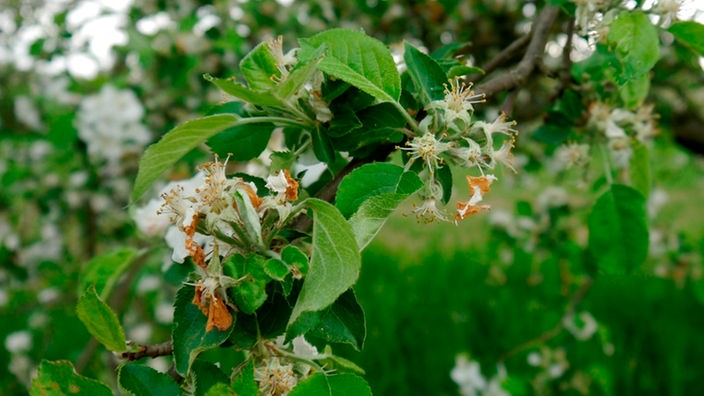 Apfelbaum mit welken Blüten