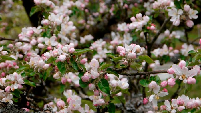 Reichlich geöffnete Apfelblüten zwischen wenigen noch geschlossenen Blütenknospen an einem Zweig mit frischen Blättern.
