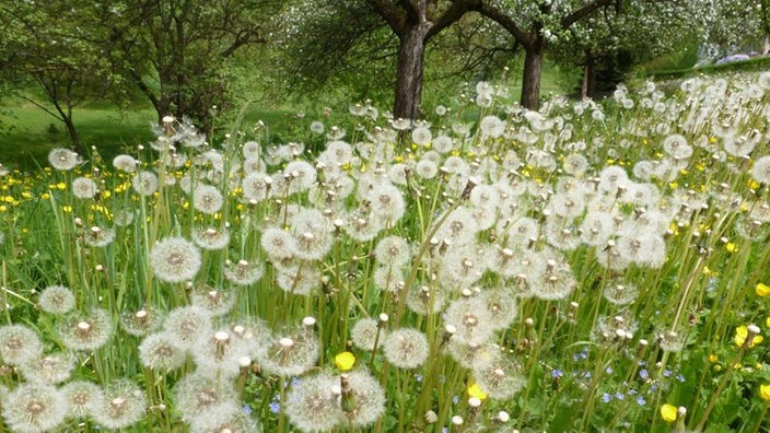 Auf einer Streuobstwiese stehen zahlreiche Pusteblumen mit rundem Samenköpfchen.