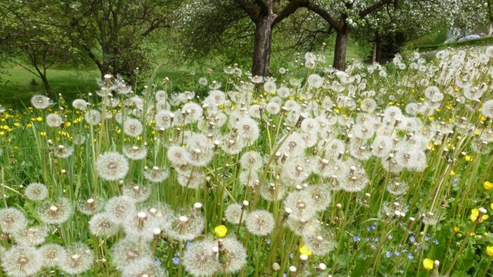 Auf einer Streuobstwiese stehen zahlreiche Pusteblumen mit rundem Samenköpfchen. | Bildquelle: LUBW/Sandra Dezenter Auf einer Streuobstwiese stehen zahlreiche Pusteblumen mit rundem Samenköpfchen.