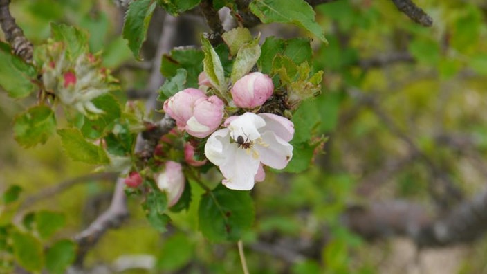 Eine einzelne geöffnete Blüte an einem Zweig auf der eine Ameise sitzt.