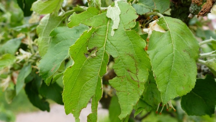 Zerrissene Blätter an einem Apfelbaum. | Bildquelle: LUBW/ Sandra Dezenter Zerrissene Blätter an einem Apfelbaum.