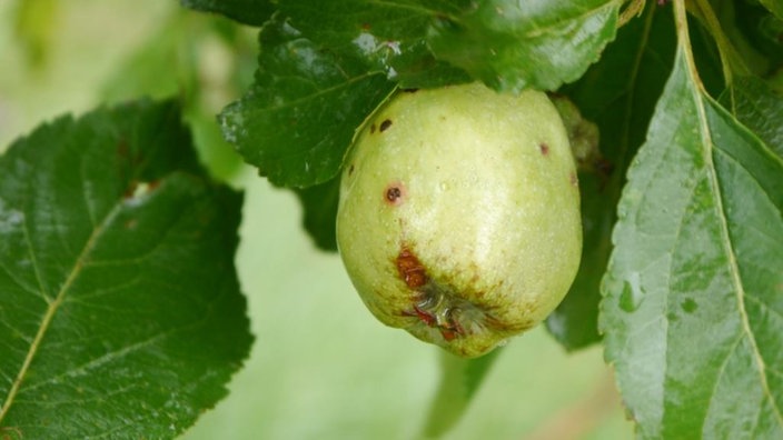 Ein kleiner grüner Apfel hängt an einem Zweig. | Bildquelle: LUBW/Sandra Dezenter Ein kleiner grüner Apfel hängt an einem Zweig.