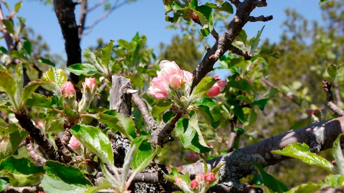 Blüten an einem Apfelbaum, die kurz vor dem Öffnen stehen.