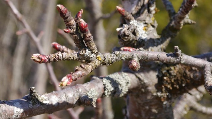 Knospen an einem Apfelbaum. | Bildquelle: LUBW/ Sandra Dezenter Knospen an einem Apfelbaum.