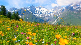 Alpenpanorama: Bunte Blumenwiese