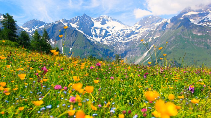 Alpenpanorama: Bunte Blumenwiese
