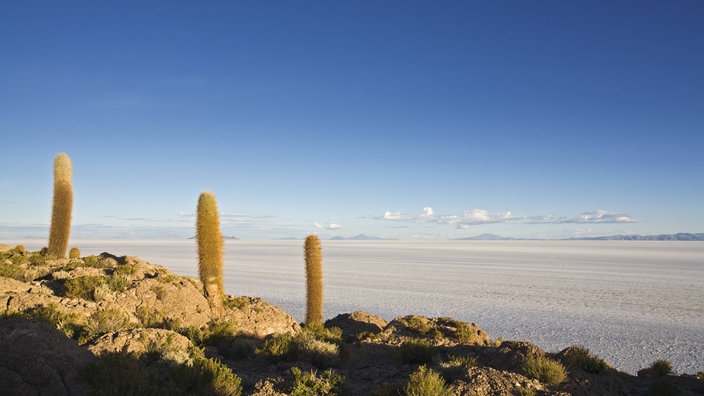 Kakteen am Ufer des Salzsees Salar de Uyuni. | Bildquelle: Imago Kakteen am Ufer des Salzsees Salar de Uyuni.