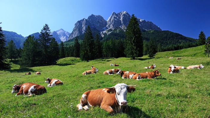 Kühe auf einer alpinen Almwiese