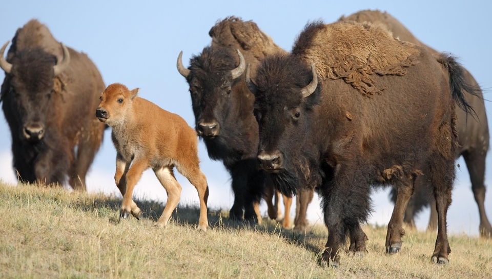Bisons stehen auf einer bräunlichen kurzen Graslandschaft, bei ihnen ist ein junges Kalb.