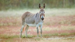 Somali-Wildesel (Equus asinus somalicus) steht auf trockenem und kargem Boden.