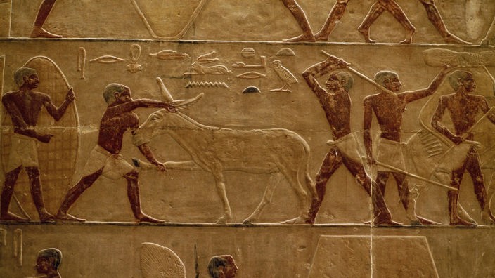 Ausschnitt aus einem Kalkstein-Wandrelief aus dem Grab des Pyramidenaufsehers Ti (um 2400 v.Chr.) Es zeigt Männer, die einen Esel schlagen.