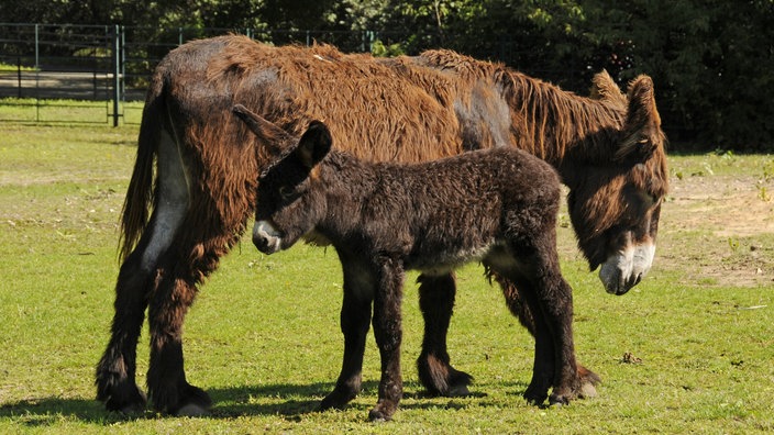 Ein Poitou-Esel mit seinem langen Fell steht mit seinem Eselbaby auf einer ausgetrockneten Grasfläche. | Bildquelle: Imago Ein Poitou-Esel mit seinem langen Fell steht mit seinem Eselbaby auf einer ausgetrockneten Grasfläche.
