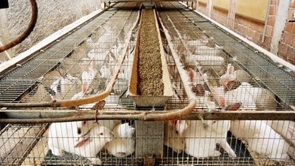 Kaninchen auf einer Farm in engen Käfigen