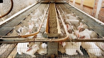 Kaninchen auf einer Farm in engen Käfigen | Bildquelle: Mauritius Kaninchen auf einer Farm in engen Käfigen