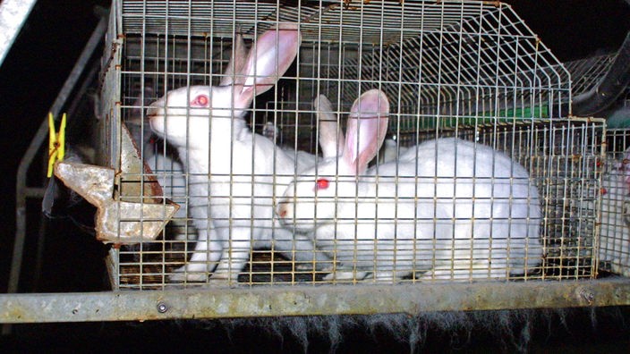 weiße Kaninchen in Käfighaltung