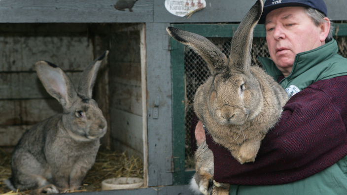 Ein Kaninchenzüchter hält eines seiner Kaninchen der Rasse Deutsche Riesen auf dem Arm