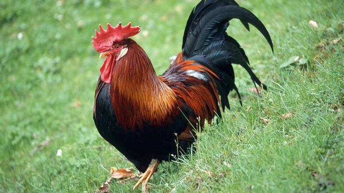 Haustiere: Hühner - Hühner - Haustiere - Natur - Planet Wissen