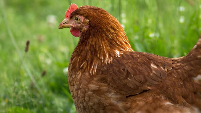 Hybridhuhn in der Wiese