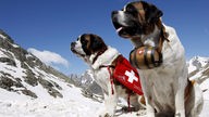 Zwei Bernhardiner als Rettungshunde im Schnee.