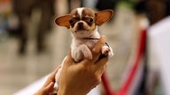 Chihuahua in einer Hand.