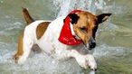 Jack Russel Terrier mit rotem Halstuch springt durch Wasser.