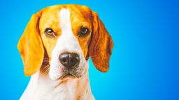 Ein Beagle (Nahaufnahme)