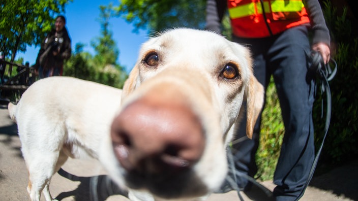 Ein Labrador-Personenspürhund beschnüffelt die Kamera des Fotografen.