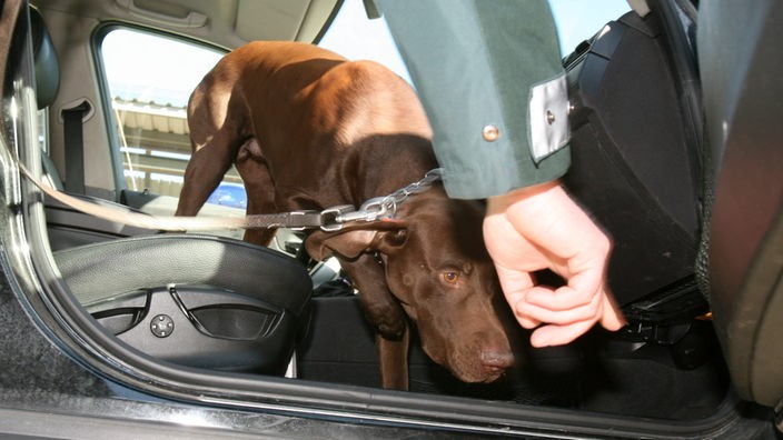 Ein Zollhund durchschnüffelt den Innenraum eines Autos.