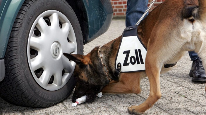 Ein Rauschgiftspürhund übt mit seinem Hundeführer das Aufspüren von Drogen an einem Fahrzeug.