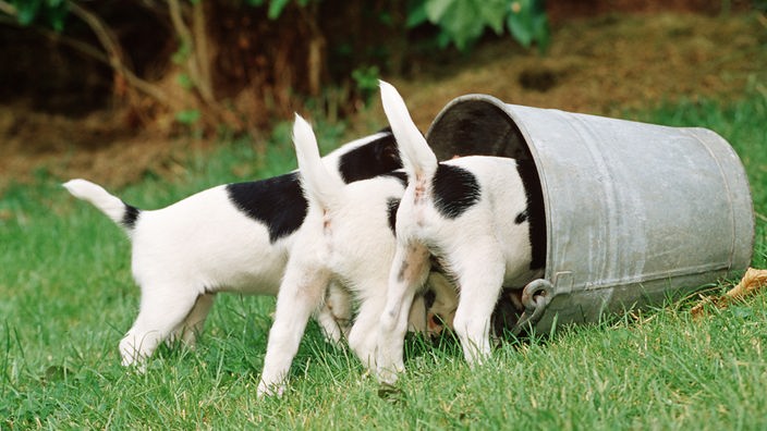 Drei Jack-Russell-Terrierwelpen untersuchen einen Eimer.