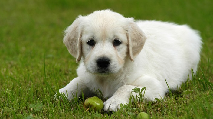 Ein Welpe der Rasse Golden Retriever liegt im Gras.