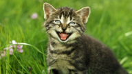 Eine junge Katze sitzt im Gras und miaut in die Kamera