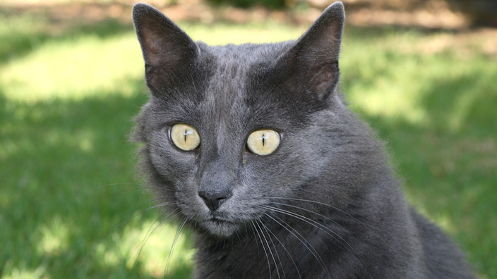 Eine graue Hauskatze sitzt beobachtend auf der Wiese