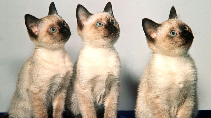 Drei junge Siamkatzen schauen nach rechts