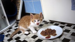 Eine junge rot-weiße Katze frisst ihr Katzenfutter aus einem Teller