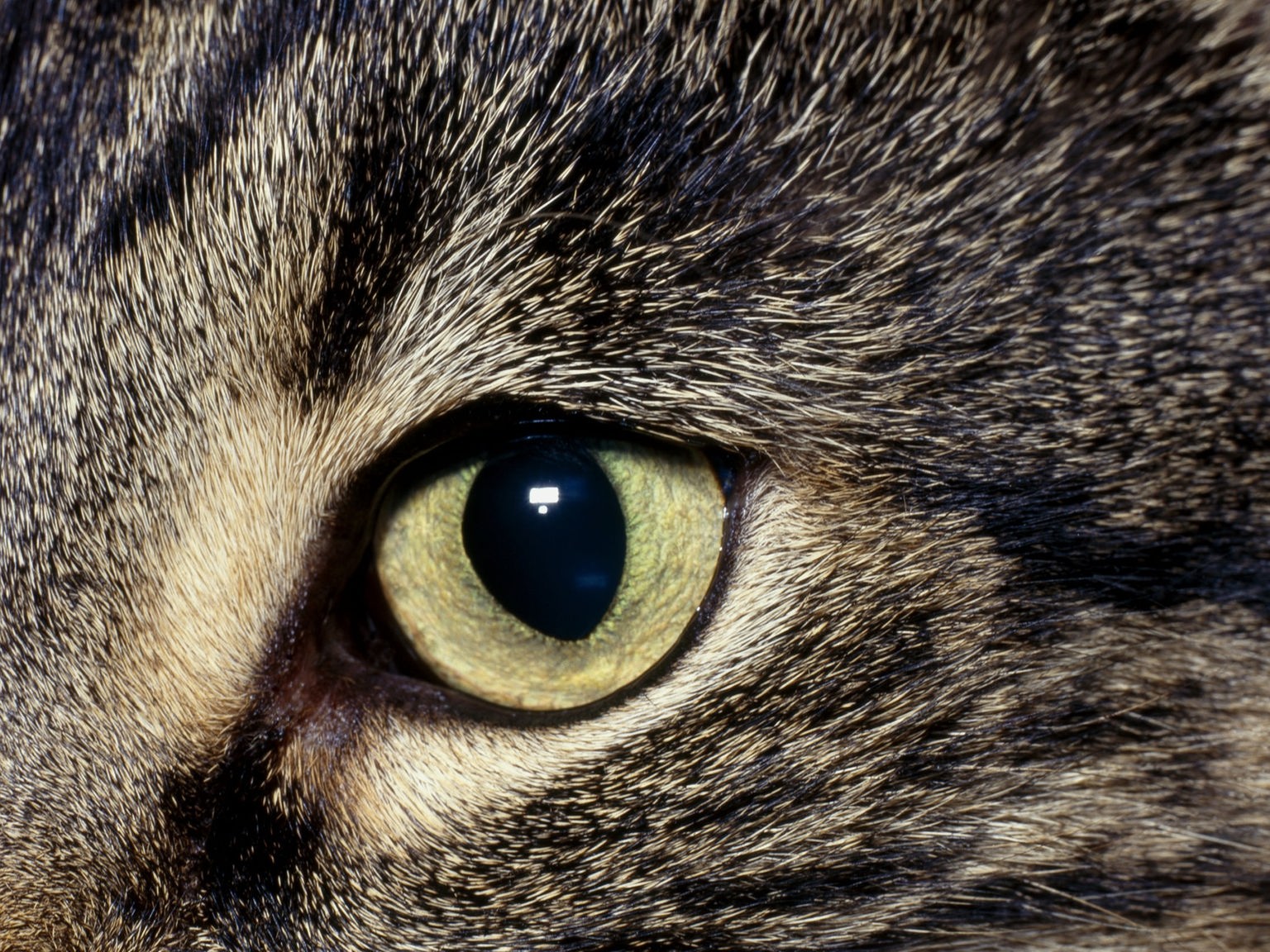 Katze Schleim Am Auge