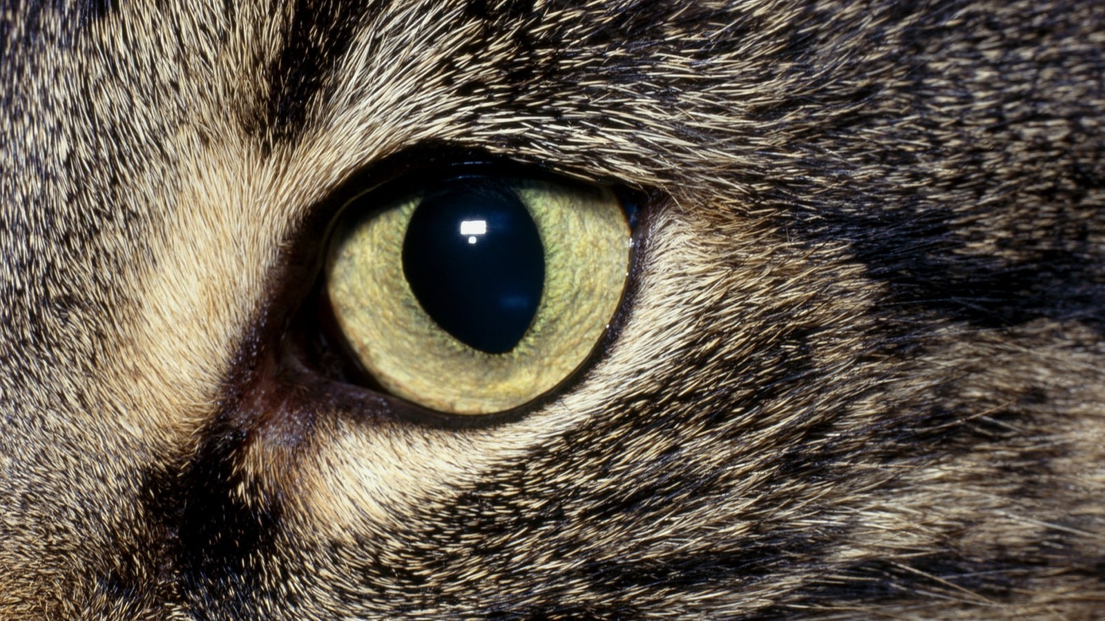 Katze Brauner Schleim Auge