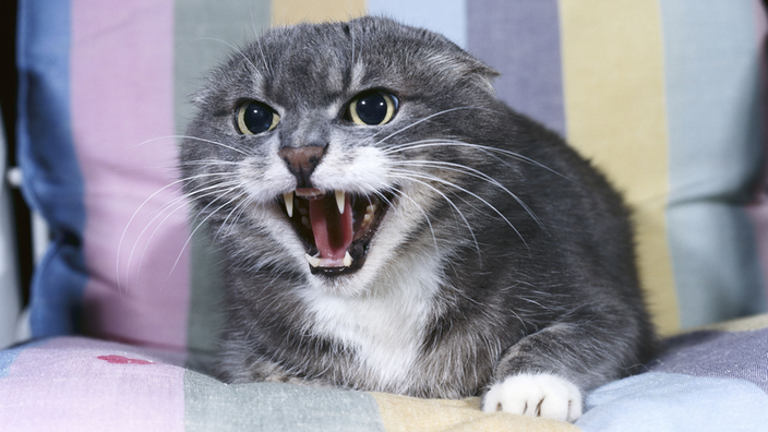 Eine Katze faucht mit angelegten Ohren | Bildquelle: Mauritius Eine Katze faucht mit angelegten Ohren