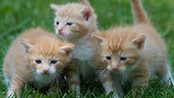 Gartenaufnahme von drei Katzenjungen im Alter von drei Wochen