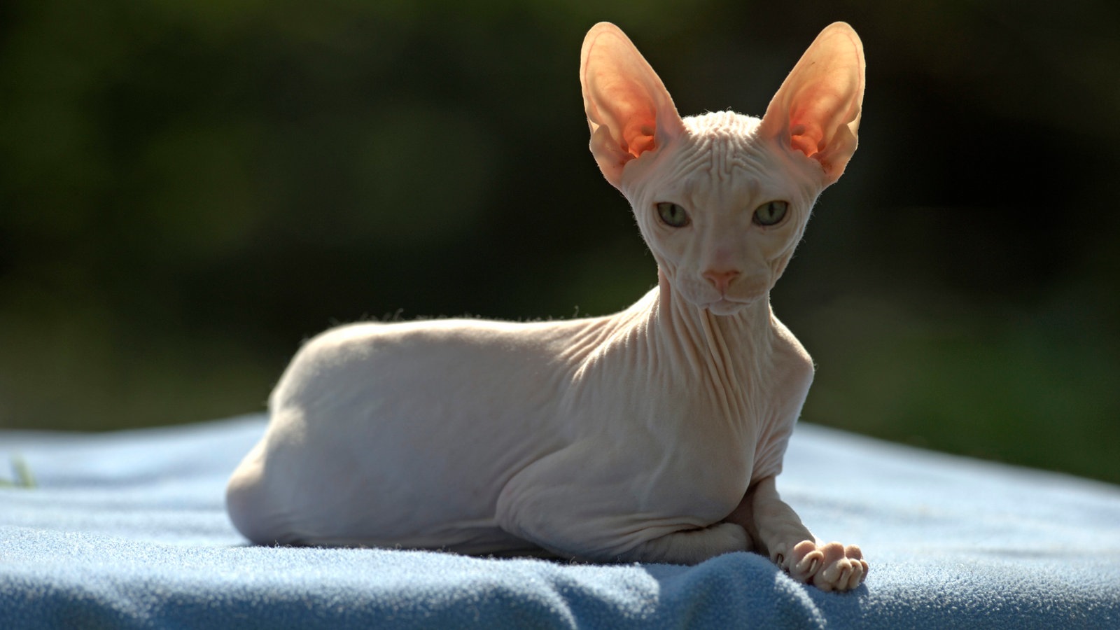 Körper und gesicht haben eine gemäßigte form, das fell besitzt ein tupfenmuster. Sphynx Ägyptische Katze - Katzen: Rassekatzen - Katzen - Haustiere - Natur - Planet ...