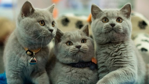 Drei British-Shorthair-Katzen in einem Korb
