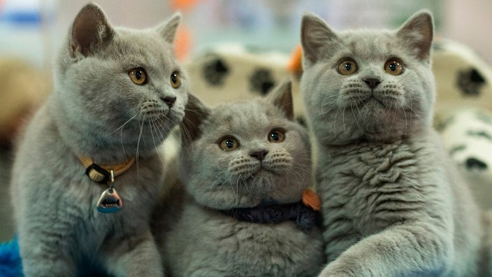 Drei British-Shorthair-Katzen in einem Korb