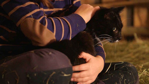 Screenshot aus dem Film "Hühner und Katzen als tierische Therapeuten"