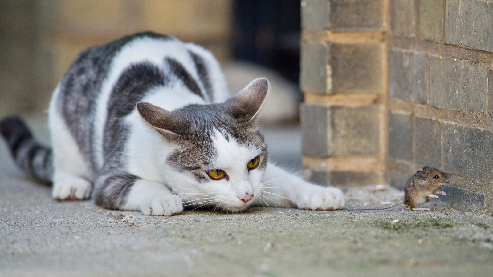 Katzen Die Richtige Ernährung Katzen Haustiere Natur