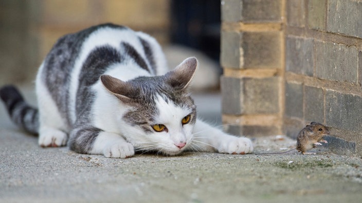 Eine Katze spielt mit ihrer Beute, einer Maus | Bildquelle: picture alliance / dpa Eine Katze spielt mit ihrer Beute, einer Maus
