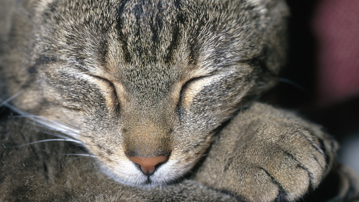 Eine schlafende Katze | Bildquelle: Mauritius Eine schlafende Katze