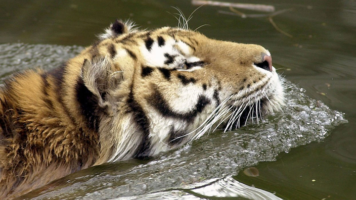Ein sibirisches Tigermännchen zieht in seinem Gehege im Kölner Zoo im Wasserbecken seine Runden | Bildquelle: dpa Ein sibirisches Tigermännchen zieht in seinem Gehege im Kölner Zoo im Wasserbecken seine Runden