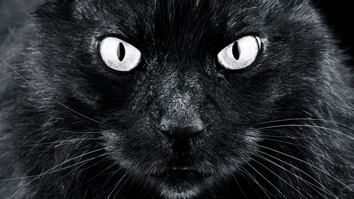 Poträt einer schwarzen Katze