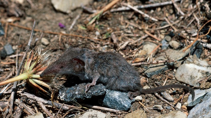 Etrusker-Spitzmaus auf einem Feld | Bildquelle: WDR / picture alliance / Arco Images G Etrusker-Spitzmaus auf einem Feld